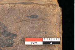Foto (Detailsansicht) von Fagus feroniae Unger (NHMW-GEO-2024-0188-0983)